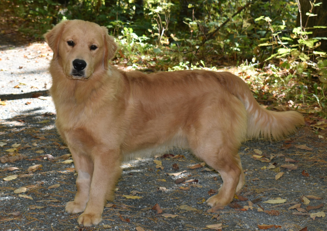 Bummiswhisperforsale: Golden Retriever Puppies Available In Vermont